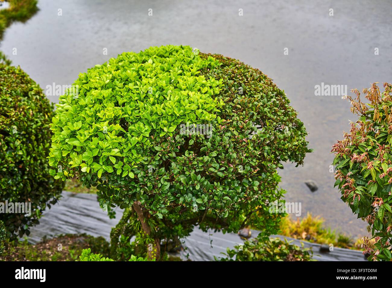 Un cespuglio topiario sferico tagliato meticolosamente con una vivace chioma verde si erge in modo prominente in un contesto di giardino. L'arbusto ornamentale presenta una densità, Foto Stock