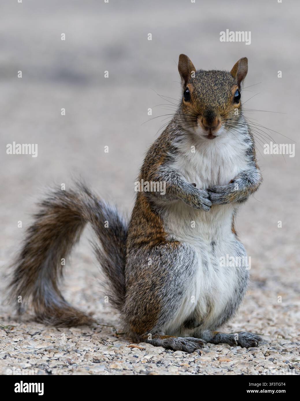 Scoiattolo grigio orientale (Sciurus carolinensis) in piedi sulle zampe posteriori su un sentiero, Brooklyn Bridge Park, New York, USA Foto Stock
