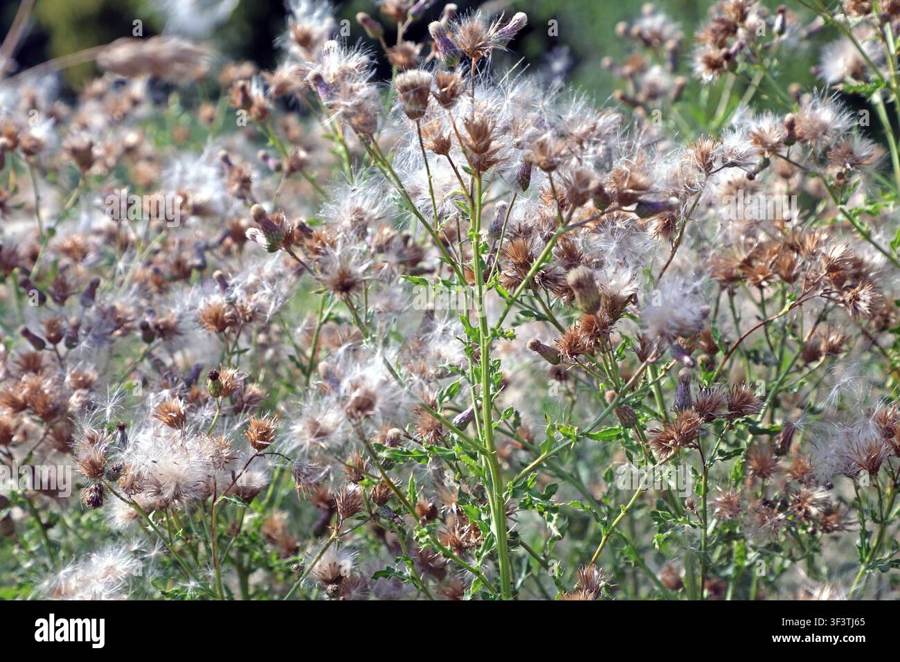 Cardi lungo i sentieri e i bordi dei campi. Il cardo dei campi sfiorito risplende in tonalità calde alla fine di una giornata nella campagna Foto Stock