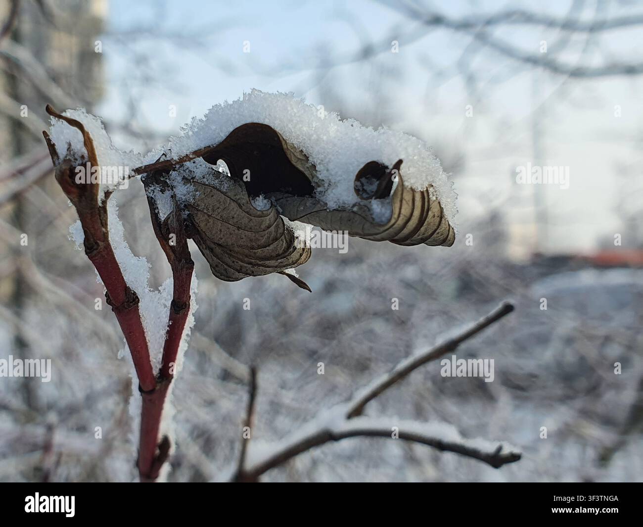 Foto macro in primo piano di foglie marroni secche e arricciate e steli rossastri ricoperti di neve bianca fresca. Il fogliame appassito crea motivi intricati Foto Stock