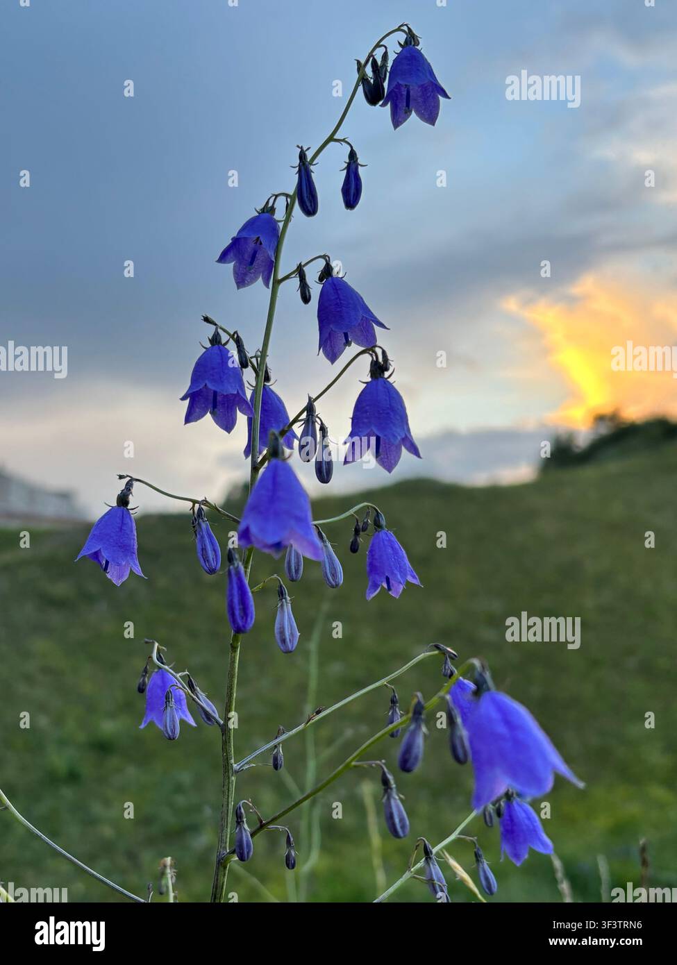 Fiori di campanula viola e blu su stelo alto contro un cielo drammatico al tramonto nella prateria steppica siberiana, regione di Krasnoyarsk, Russia - Immagine stock catturata con smartphone