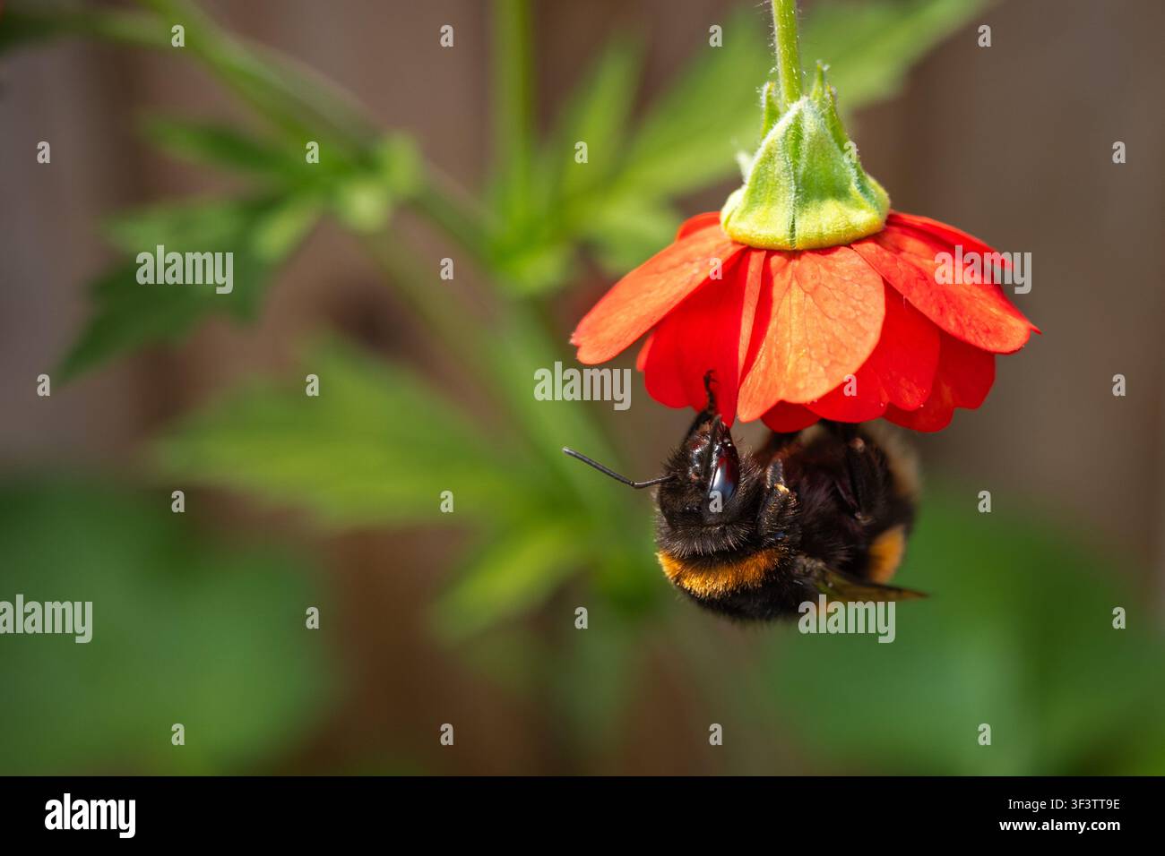 Bumblebee su un fiore di geumo rosso, chiamato Mrs J Bradshaw. L'ape è a testa in giù. C'è un solo fiore. Foto Stock