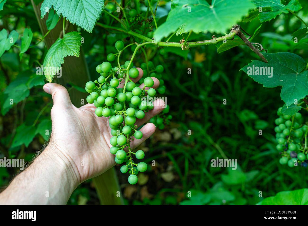 Giardiniere che ispeziona un grappolo d'uva non maturo a mano per controllare la crescita della vite e la salute della pianta Foto Stock
