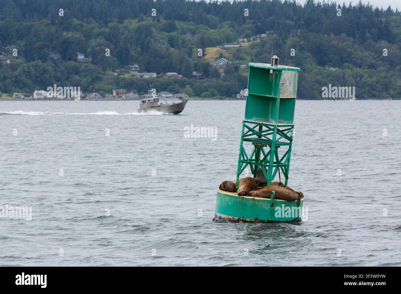 Un gruppo di leoni marini di Steller a riposo su una boa mentre un peschereccio passa vicino all'isola di Whidbey, Washington. Foto Stock