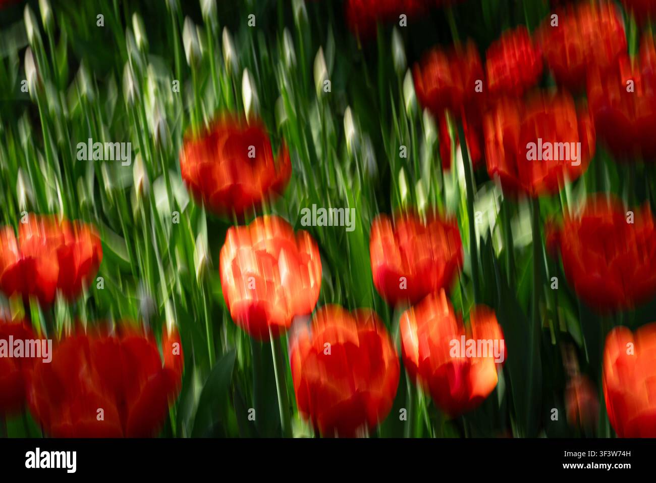 L'istantanea impressionistica con sfocatura di movimento cattura tulipani rossi vividi e steli verdi che ondeggiano alla luce del sole, creando uno sfondo floreale astratto con colori dinamici a Foto Stock