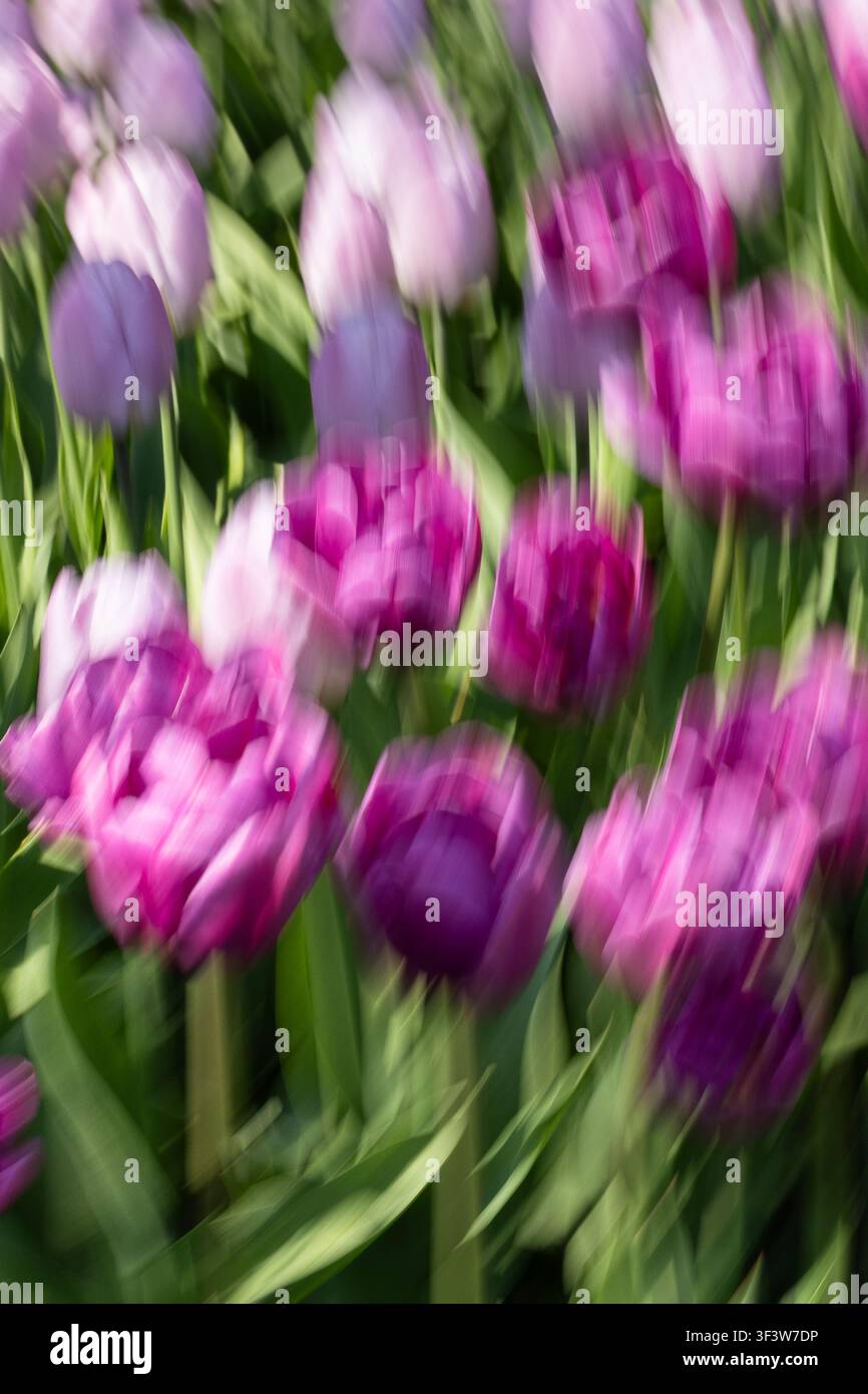 L'istantanea impressionistica cattura tulipani viola e rosa che ondeggiano in un giardino primaverile, con petali morbidi striati e foglie verdi che formano un astratto Foto Stock