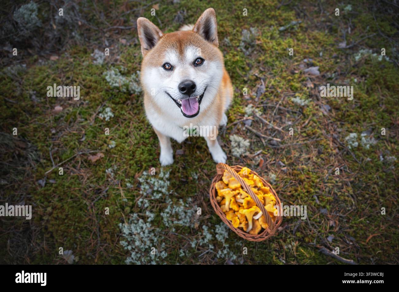 Cane Shiba Inu sorridente e felice con imbracatura verde seduto accanto a un cesto di vimini pieno di finferli nella foresta Foto Stock