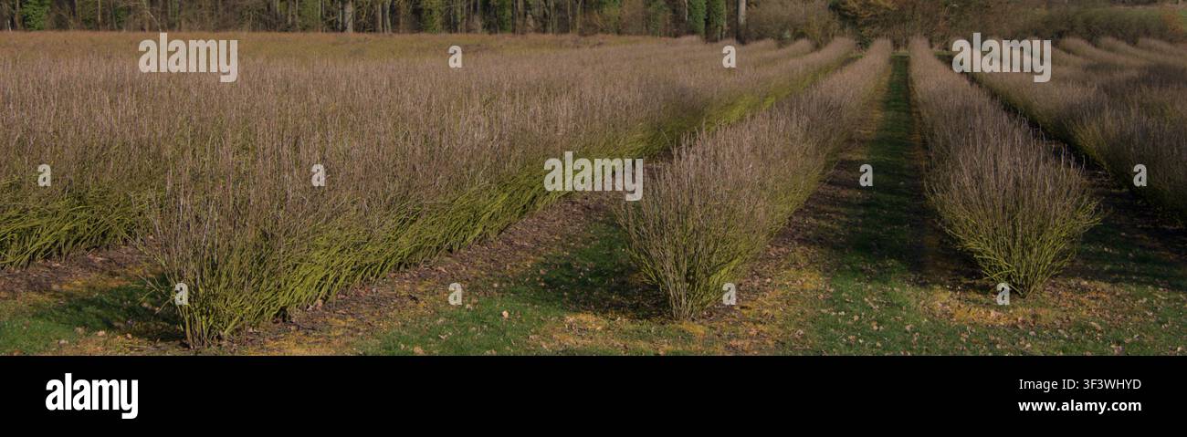 Cespugli di mirtilli in file ordinate su un campo coltivato, inizio stagione Foto Stock
