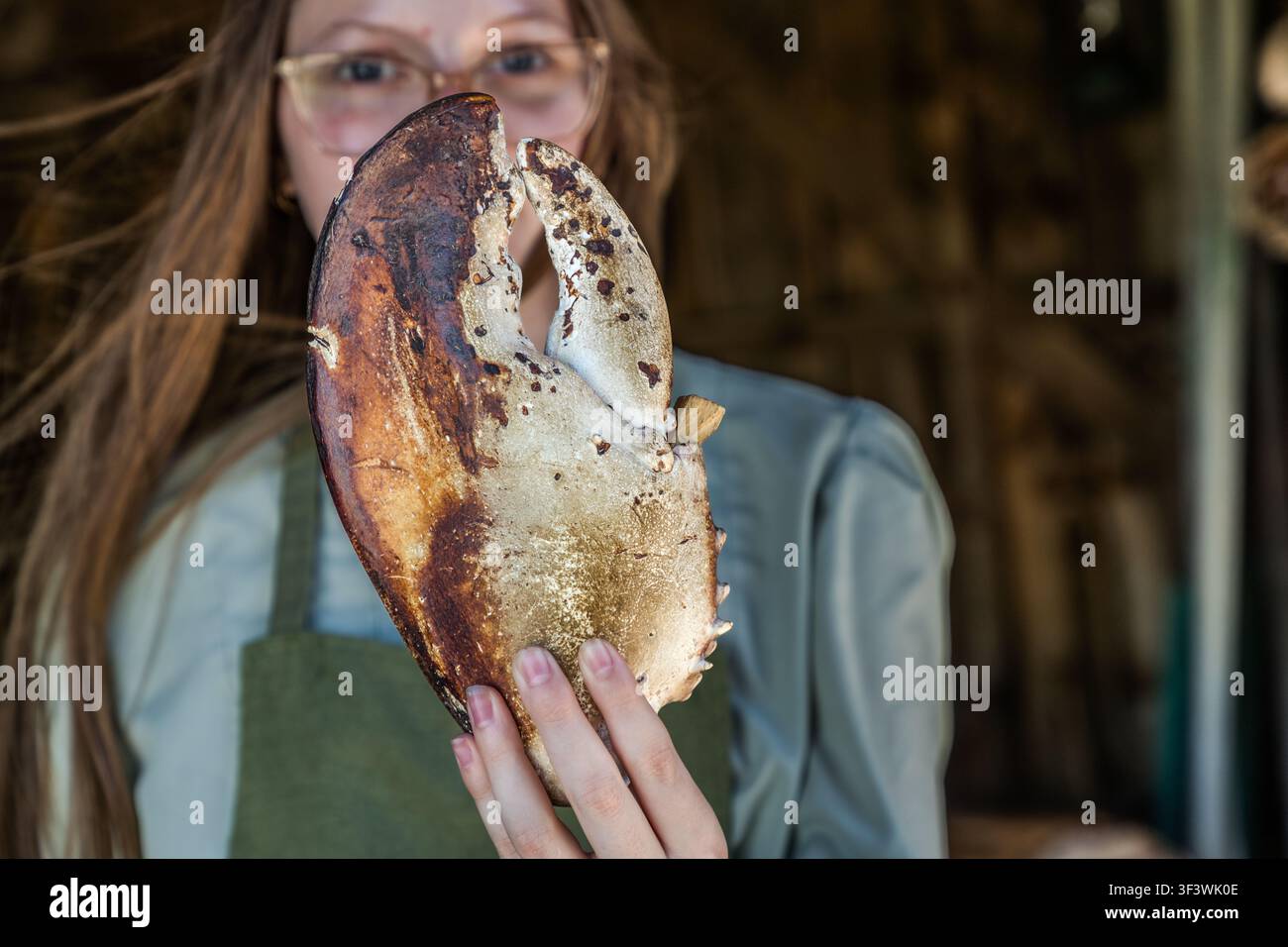 Una donna con un grembiule da lavoro verde tiene una grossa chela di aragosta, fissata con un tappo di legno per aragosta, verso la fotocamera; la fotografia è stata scattata in un fienile al Le Village historique acadien de la Nouvelle-Écosse a Lower West Pubnico, Nova Scotia. Argyle Municipal, Nova Scotia, Canada Foto Stock