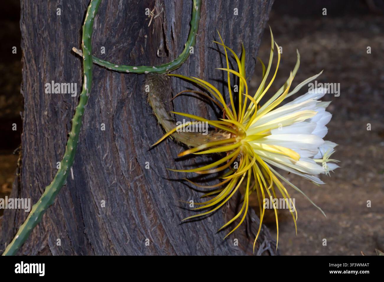 Fiore di cactus Regina della notte (Selenicereus grandiflorus) Foto Stock