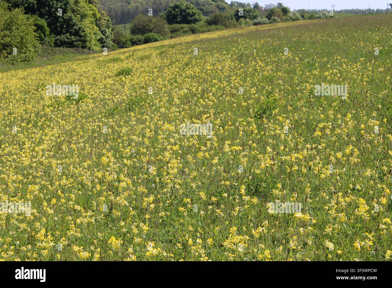 Fiori di primula gialli dominano un campo su una collina a Oldbridge, Contea di Meath, Irlanda Foto Stock