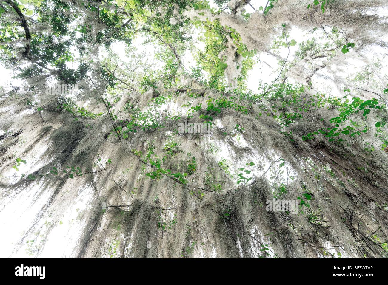 Guardando verso l'alto in una chioma di alberi ricoperti di muschio spagnolo (Tillandsia usneoides), noto per il suo aspetto filiforme grigio-verde Foto Stock