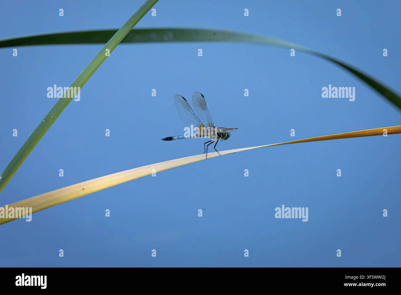 Libellula blu appollaiata su una canna gialla con canne verdi su uno sfondo blu morbido naturale in un habitat di zona umida. Foto Stock