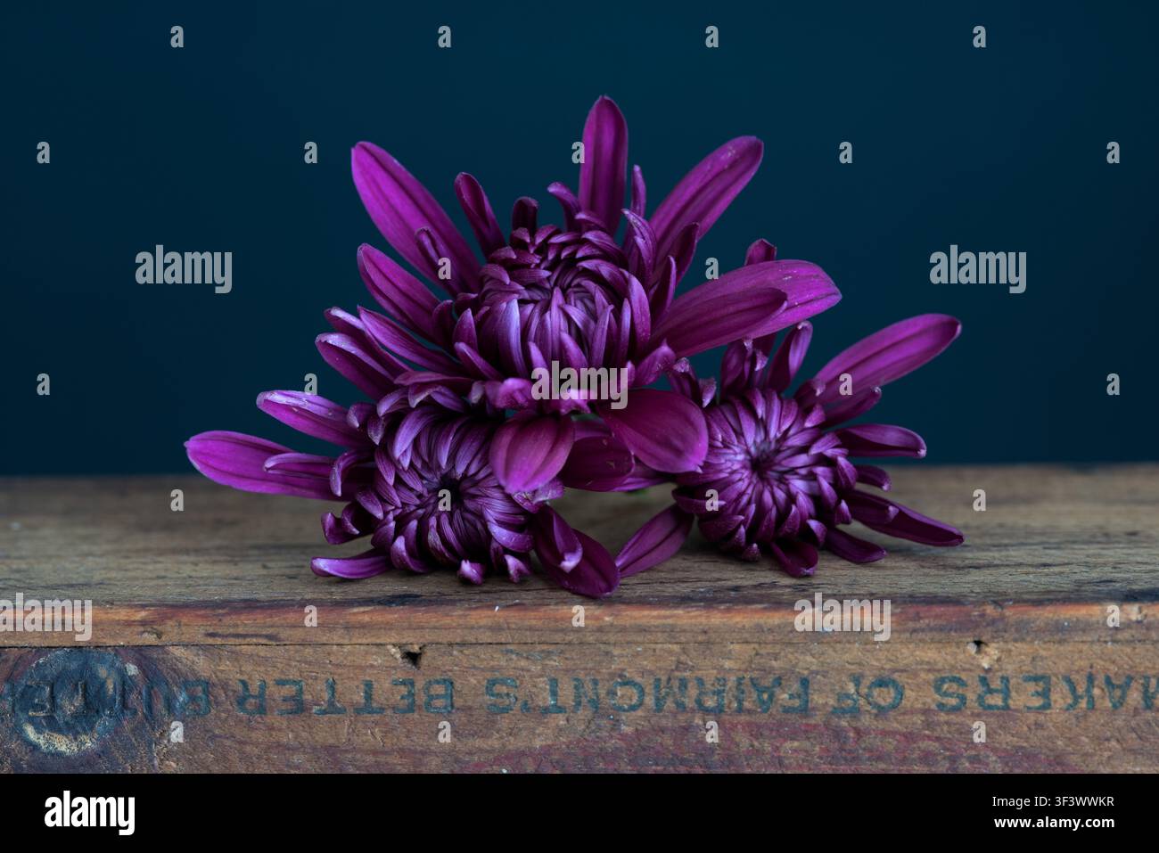 Close up di una crisantemo viola scuro. Foto Stock