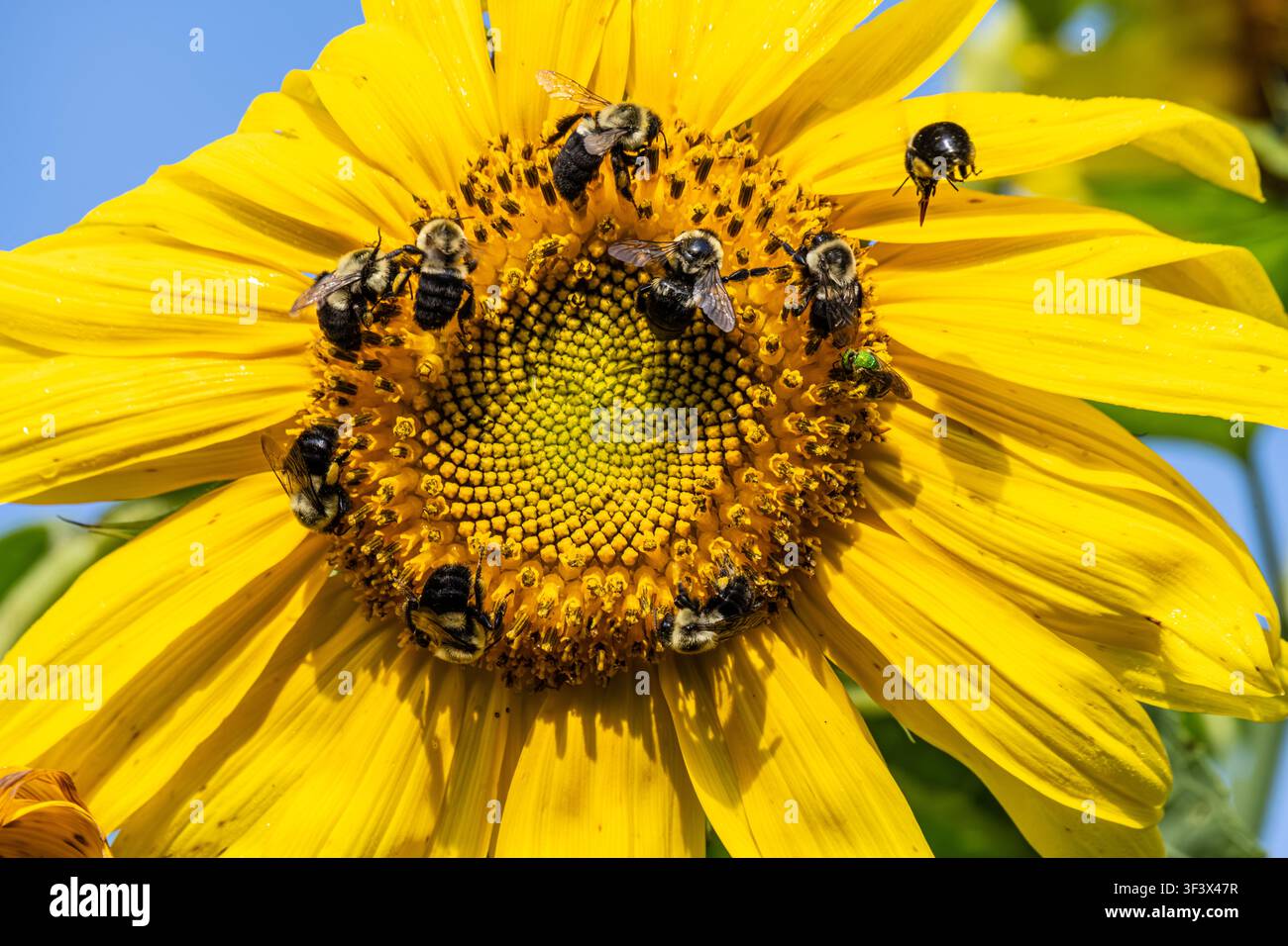 Api che coprono un girasole in una fattoria biologica di prodotti e fiori lungo la strada a Blairsville, Georgia. (USA) Foto Stock