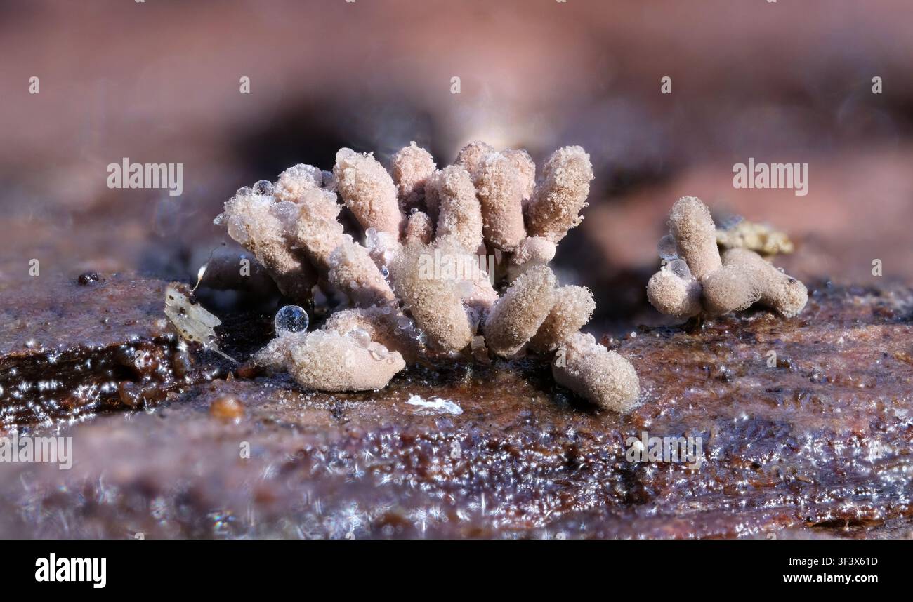 Corpi fruttiferi della muffa di caramelle del carnevale bianco (Arcyria cinerea) nella liberazione di spore che crescono su legno in una foresta umida ad Anglesea, Victoria, Australia Foto Stock