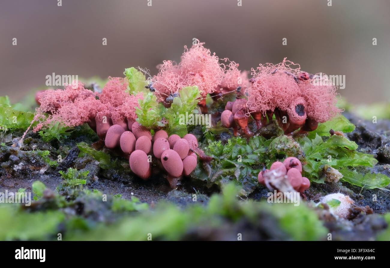 Un gruppo di minuscoli corpi fruttiferi di muffa rosa (specie di Arscyia) che crescono su un tronco in vari stadi di maturità, Anglesea, Victoria, Australia Foto Stock