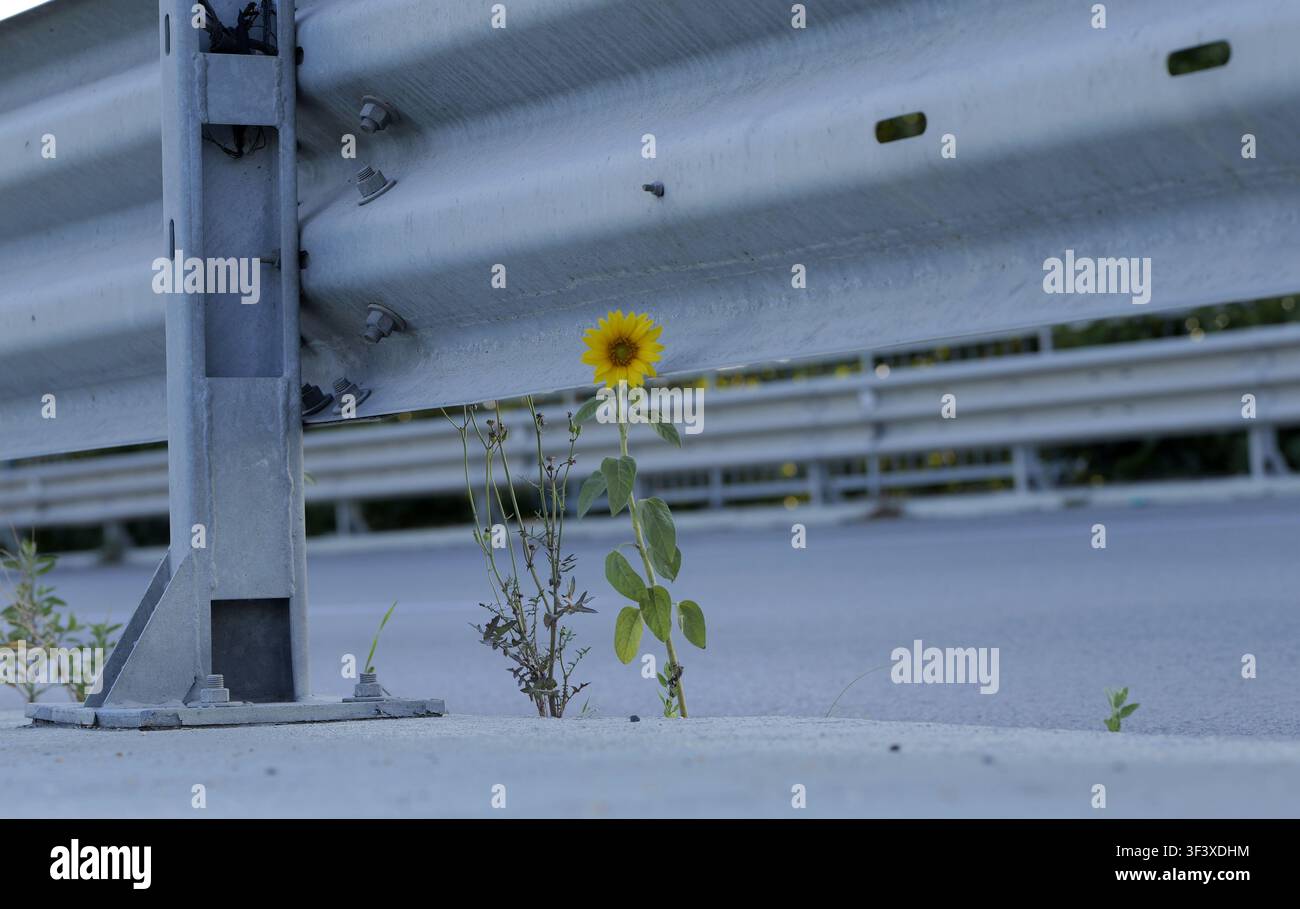 Girasole che spinge con ostinazione attraverso una crepa nel cemento grigio accanto a una barriera stradale metallica, simboleggiando resilienza, crescita e il potere di n Foto Stock