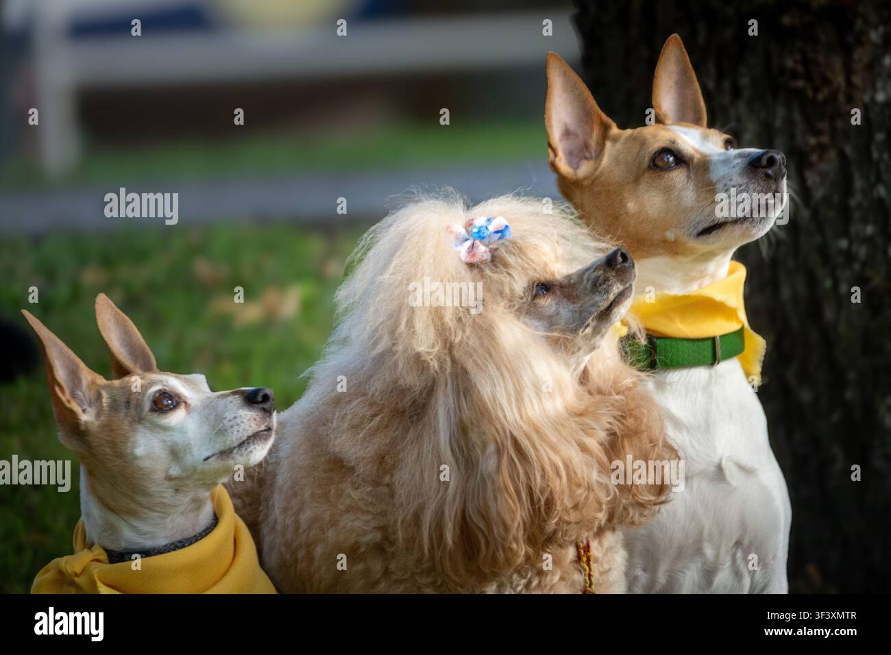 Tre cani attenti che guardano insieme verso l'alto accanto a un albero Foto Stock