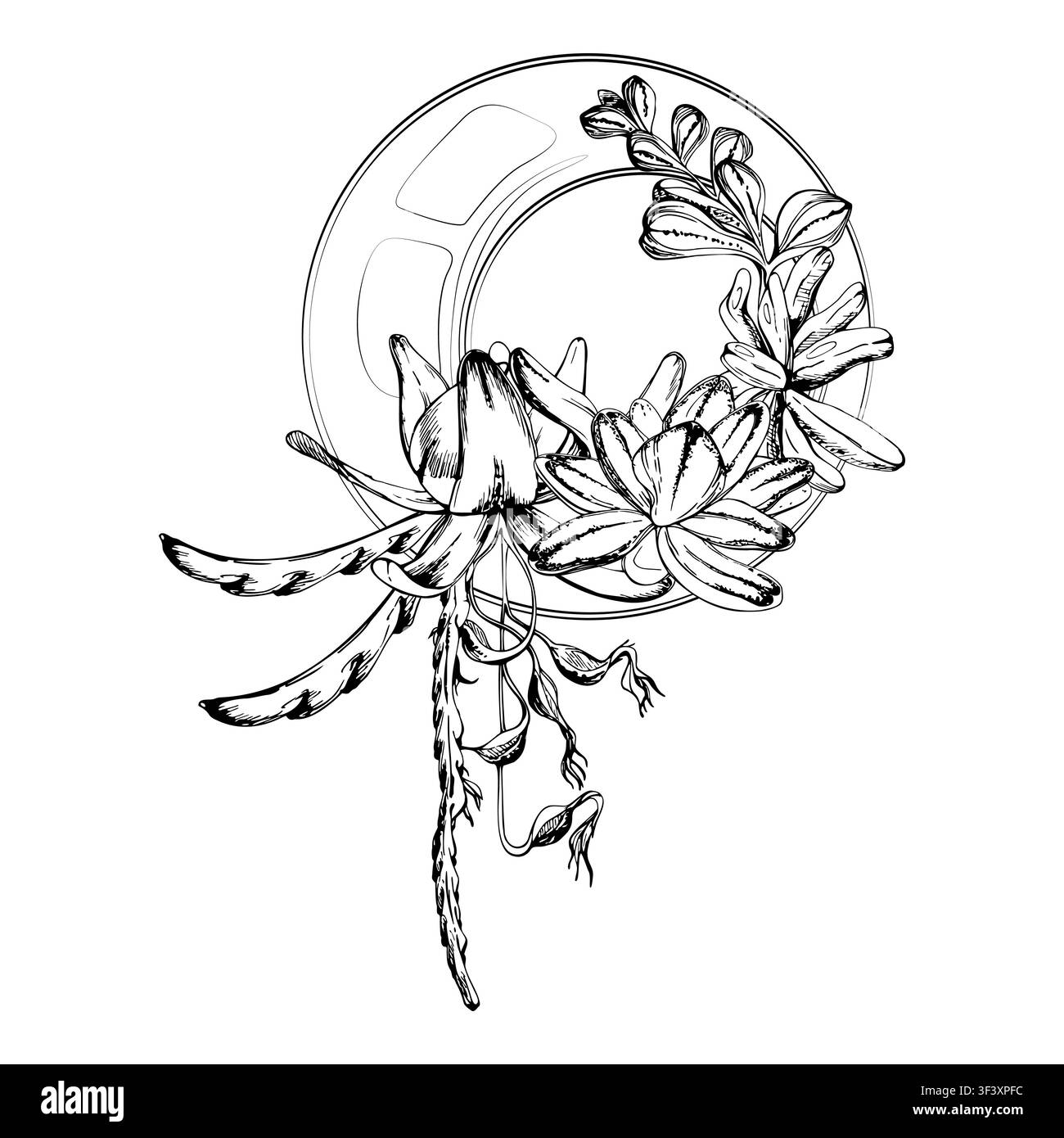 Terrario globo trasparente di piante a rosetta stratificate e verde fluente con foglie di protea e germogli di disocactus. Vettore inchiostro disegnato a mano Illustrazione Vettoriale