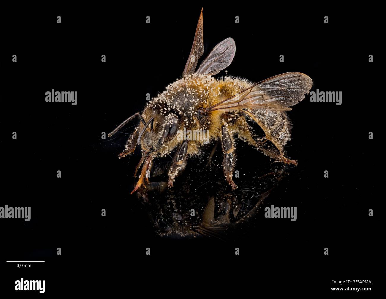 Ape europea (Apis mellifera) ricoperta di polline. Foto Stock