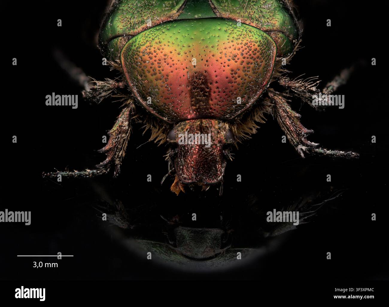 Scarabeo roseo (Cetonia aurata). Foto Stock