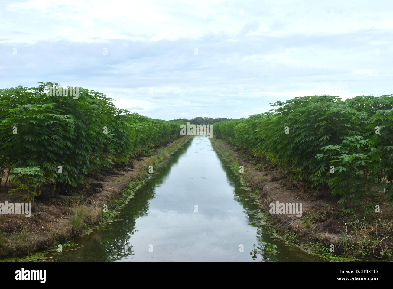 Perspectiva di un canale per l'irrigazione delle piante in un campo agricolo con sfondo di nuvole e cielo Foto Stock