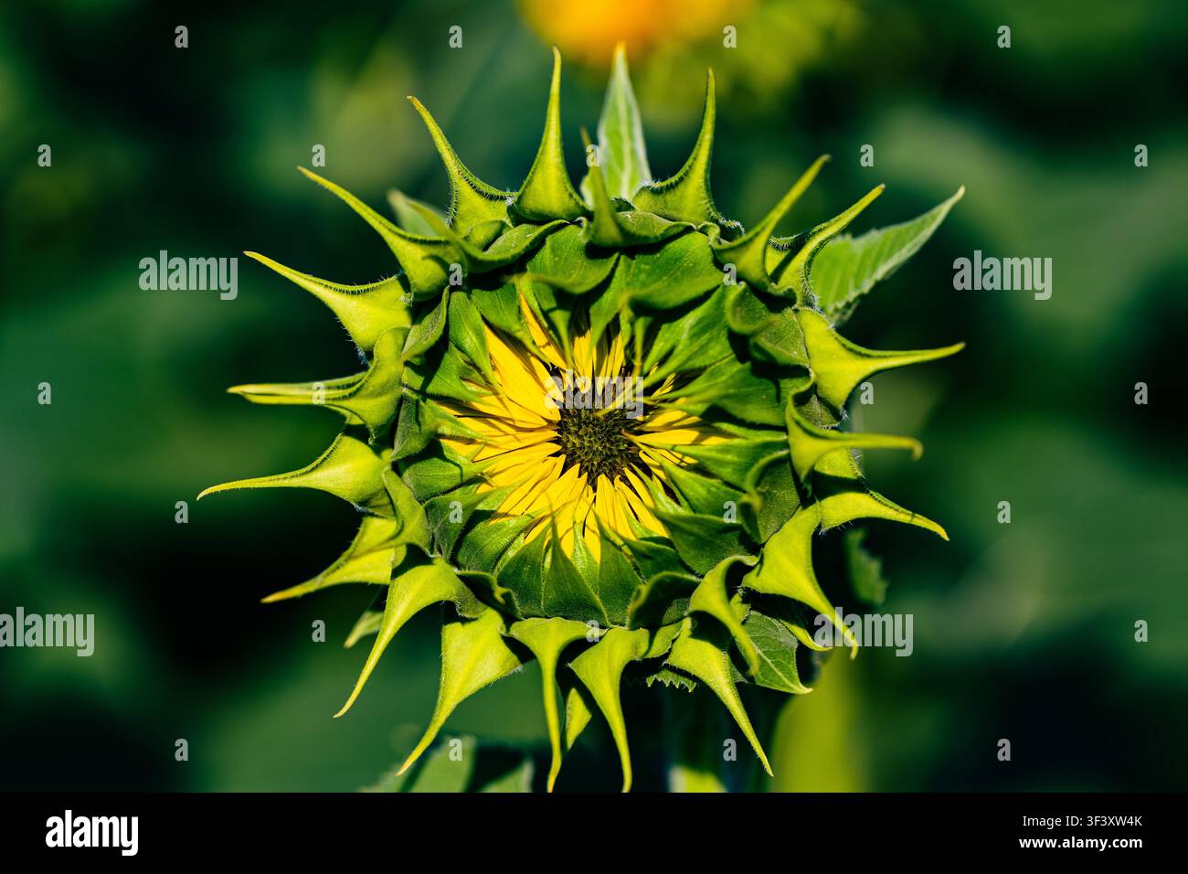 Primo piano di un bocciolo di girasole verde brillante pronto a sbocciare in un campo soleggiato Foto Stock