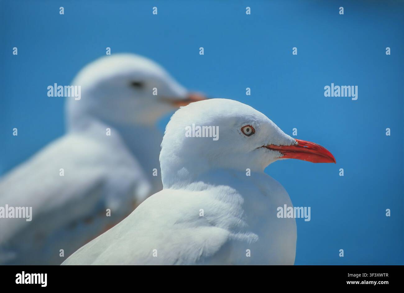 Due gabbiani contro un cielo blu vivace, uno messo a fuoco con un becco rosso sorprendente, l'altro sfocato in lontananza Foto Stock
