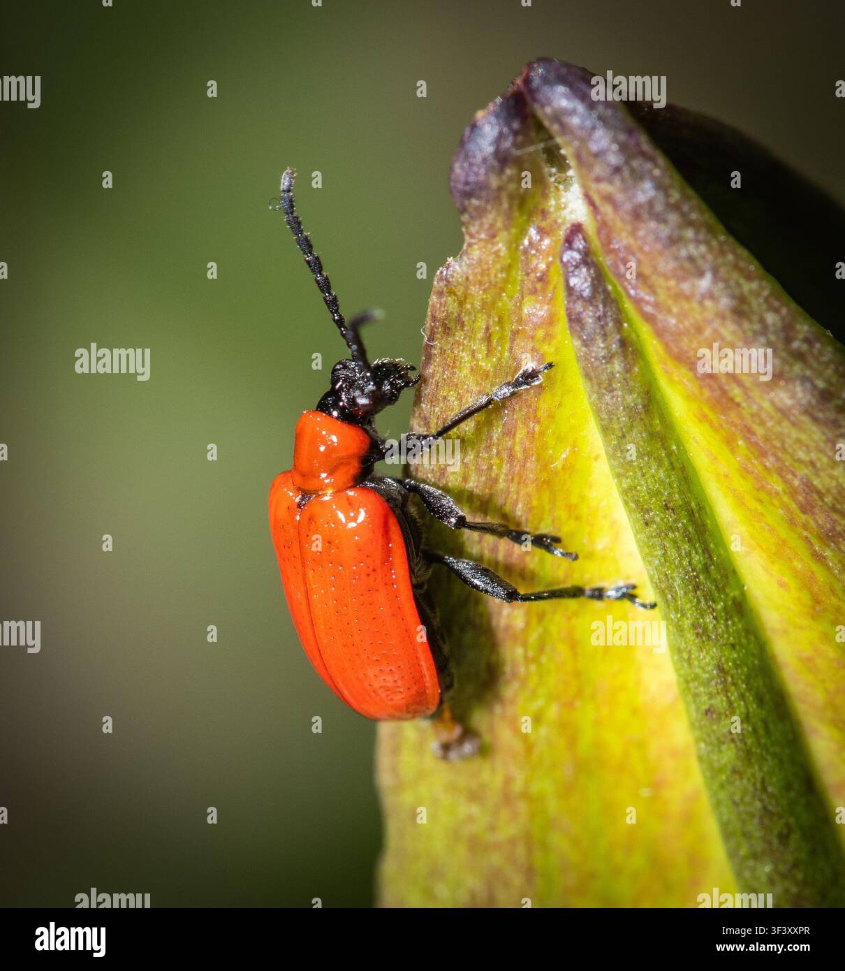 Lily Beetle Foto Stock