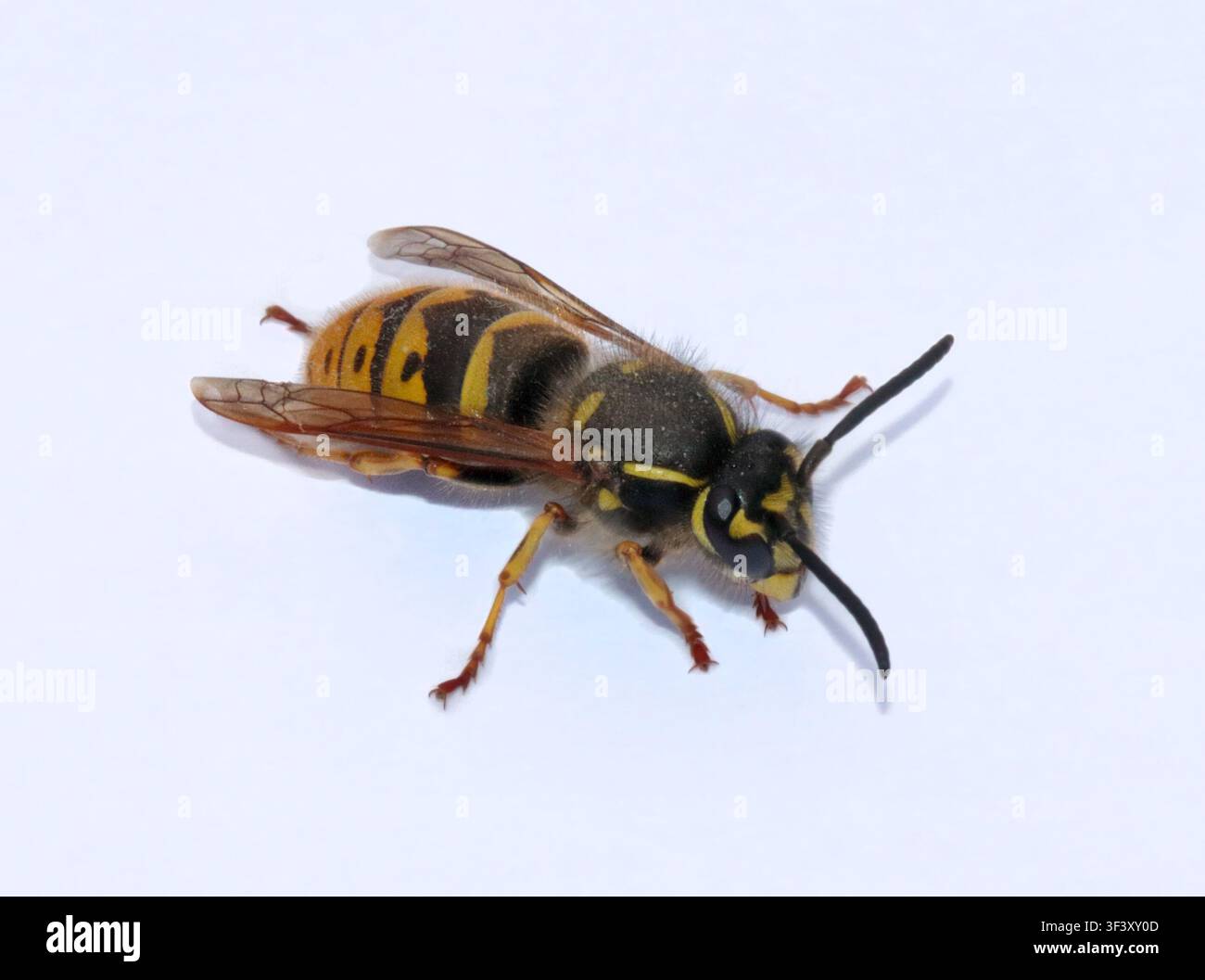 Vespa comune (Vespula Vulgaris) Foto Stock