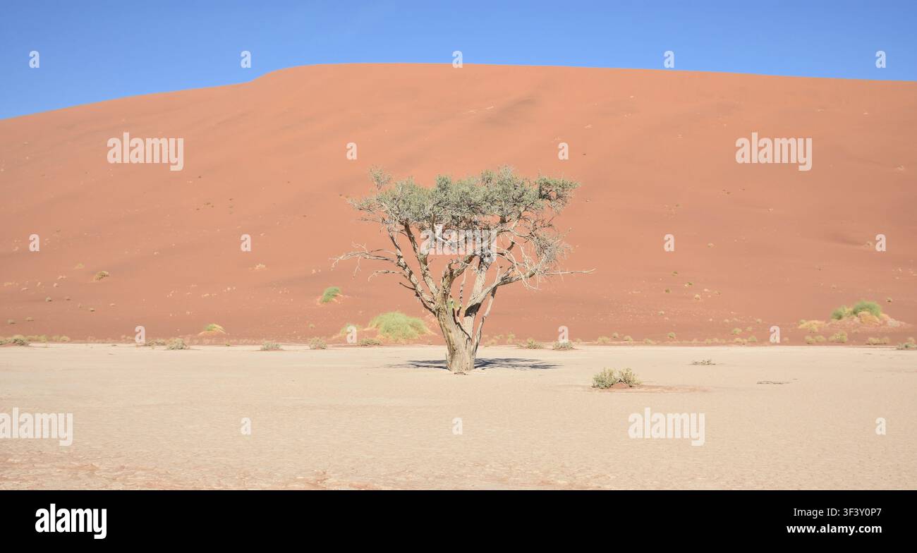 Un albero vivente che cresce nelle saline di Deadvlei nel deserto del Namib, Namibia Foto Stock