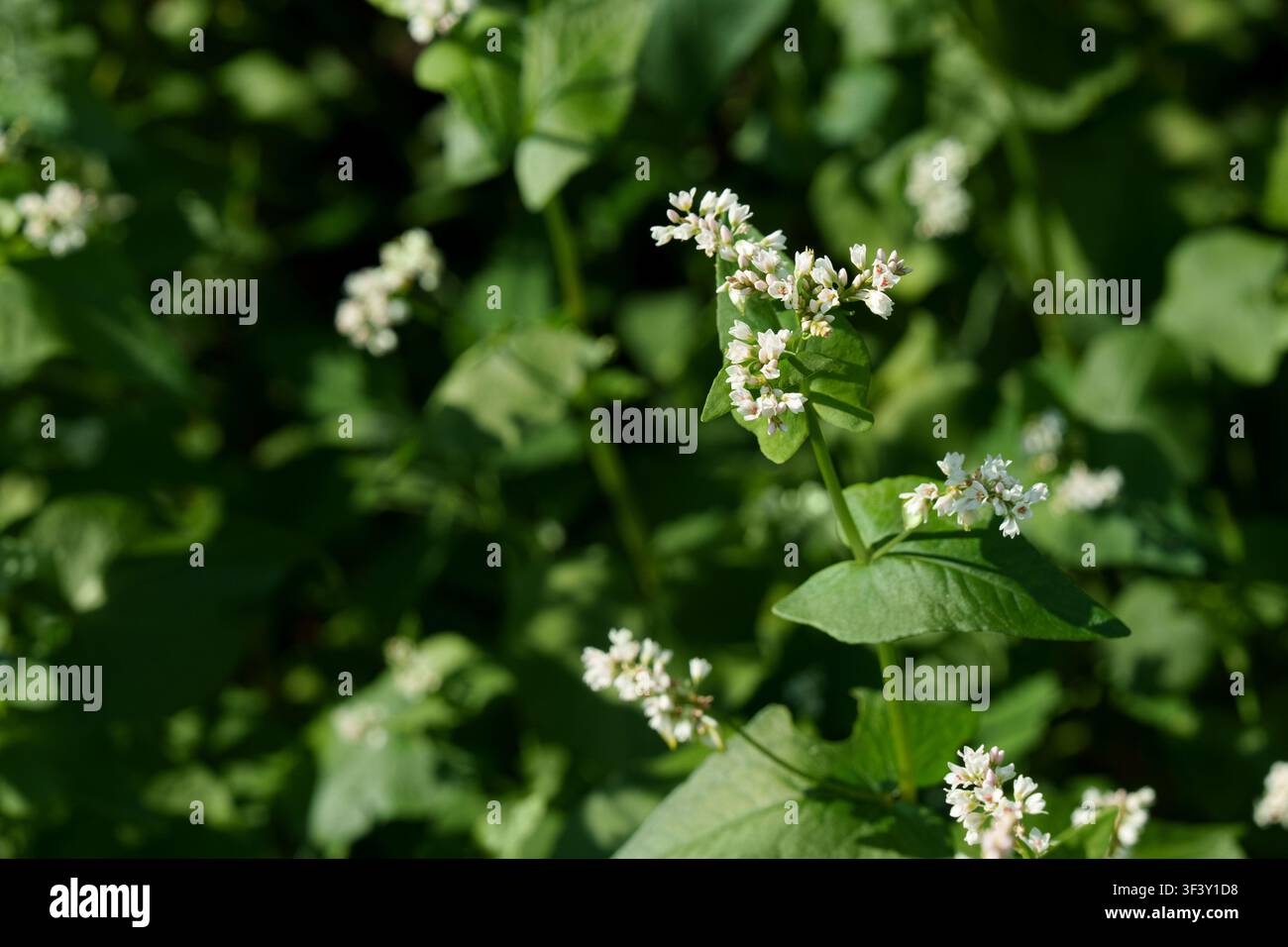 Campo di grano saraceno in fiore con delicate fiori bianchi alla luce del sole estivo. Fagopyrum esculentum. Foto Stock