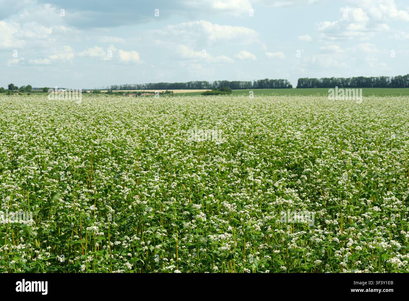 Campo di grano saraceno in fiore sotto un cielo estivo. Paesaggio agricolo con fiori bianchi. Foto Stock
