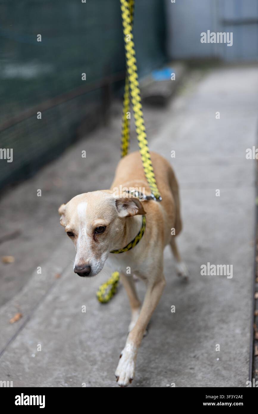 Piccolo cane marrone chiaro carino che cammina all’aperto con un guinzaglio a motivi gialli. Ritratto di un animale domestico a pelo corto che cammina lungo un sentiero di cemento. Cura degli animali domestici, d Foto Stock
