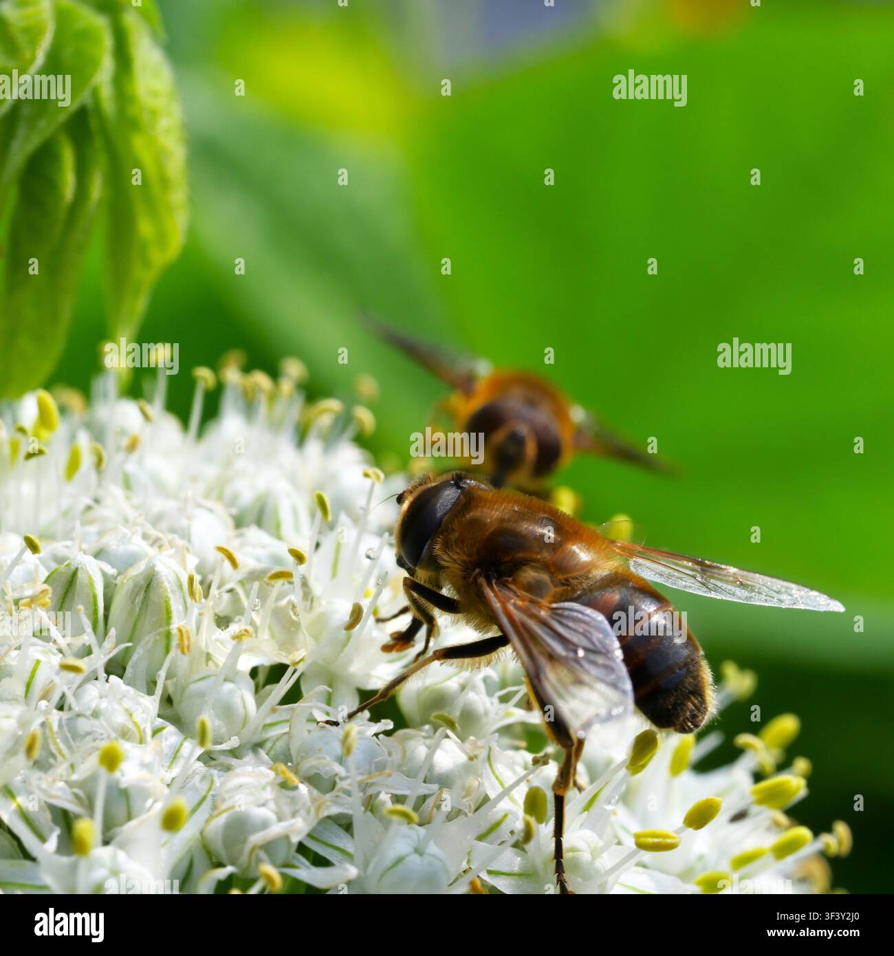 Mosca drone comune che si nutre di fiori di Allium. Foto Stock