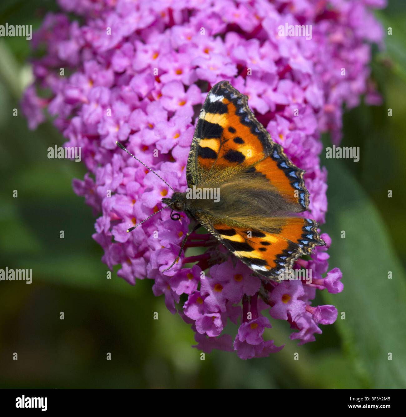 Piccolo Tortoiseshell Butterfly Aglais urticae su Buddleia rosa Foto Stock