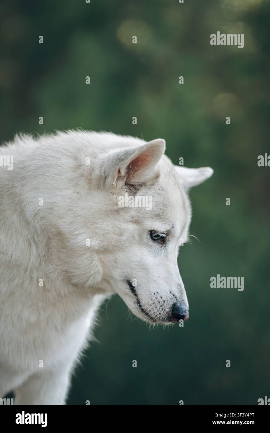 Ritratto di profilo in primo piano di un bellissimo cane simile a un lupo bianco, circondato dallo sfondo verde e soffice di una foresta di pini. Foto di alta qualità Foto Stock