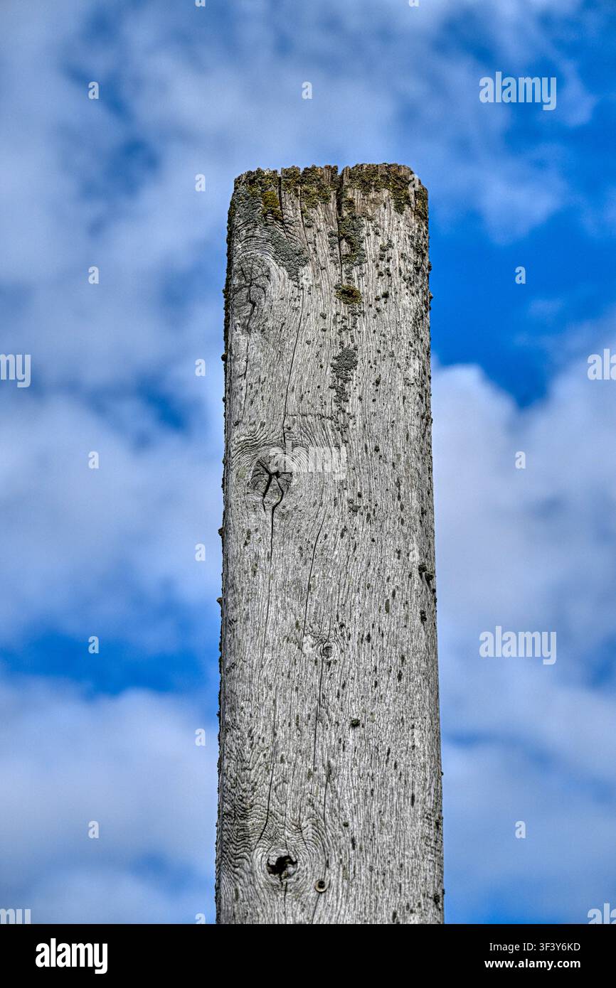Robusto palo di quercia a Brancaster Staithe con cieli azzurri e nuvole soffici Foto Stock