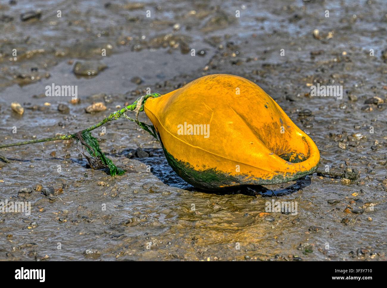 Boia gialla nel porto con la bassa marea dettaglio Foto Stock