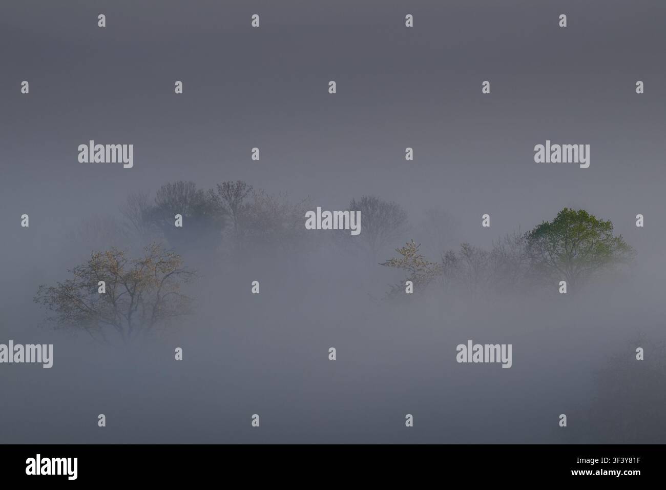 Le cime degli alberi emergono da una fitta nebbia mattutina, una scena onirica di blu e verdi morbidi — arte da parete straordinaria o immagine naturalistica editoriale. Foto Stock