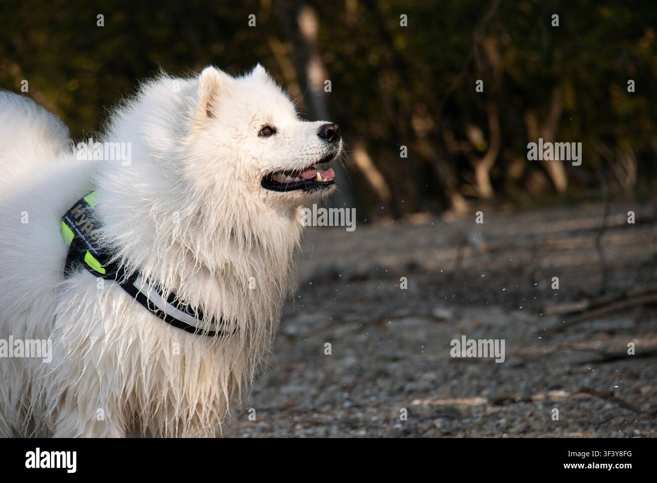 Vista laterale di un cane Samoiedo bagnato con imbracatura che guarda verso l'alto a destra verso il sole con la bocca aperta, gocce d'acqua e sfondo sfocato di ghiaia Foto Stock