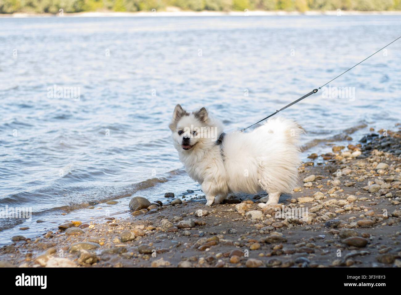 Piccolo cane bianco e soffice al guinzaglio in piedi sulla riva di ciottoli del Danubio, sorridendo alla telecamera con una zampa anteriore leggermente sollevata Foto Stock