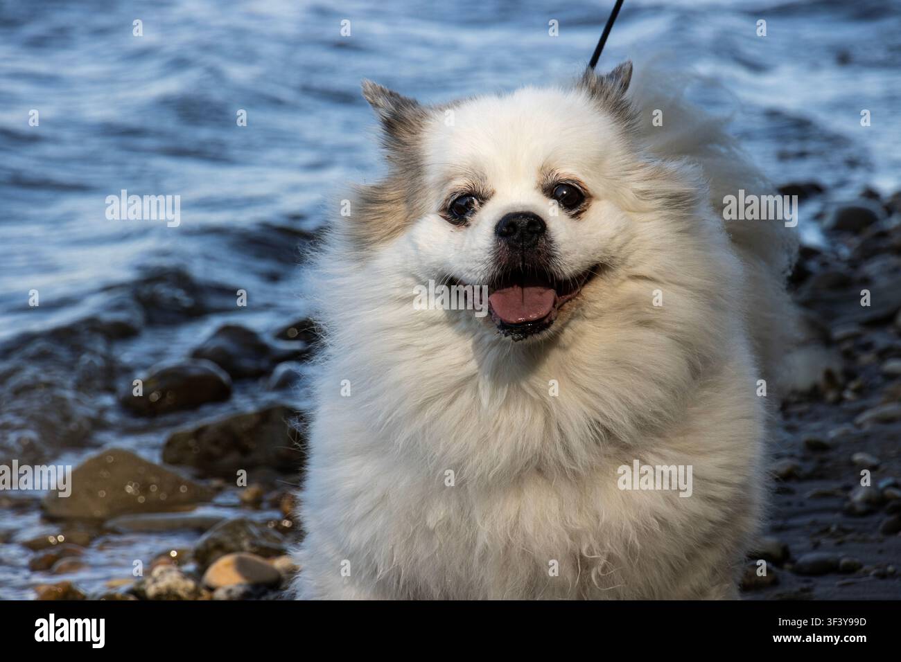 Piccolo cane bianco e soffice di razza mista sulla destra di una riva di ciottoli, che guarda la telecamera con un sorriso a bocca aperta Foto Stock