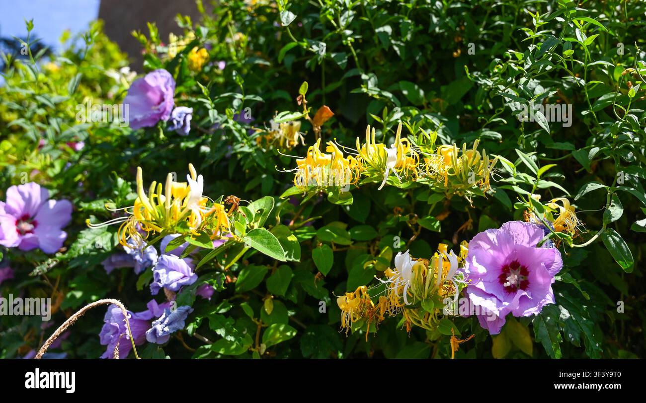 Fiori di ibisco rosa e caprifoglio insieme in un piccolo giardino urbano del Sussex, Inghilterra, 2026, Inghilterra, Regno Unito Foto Stock