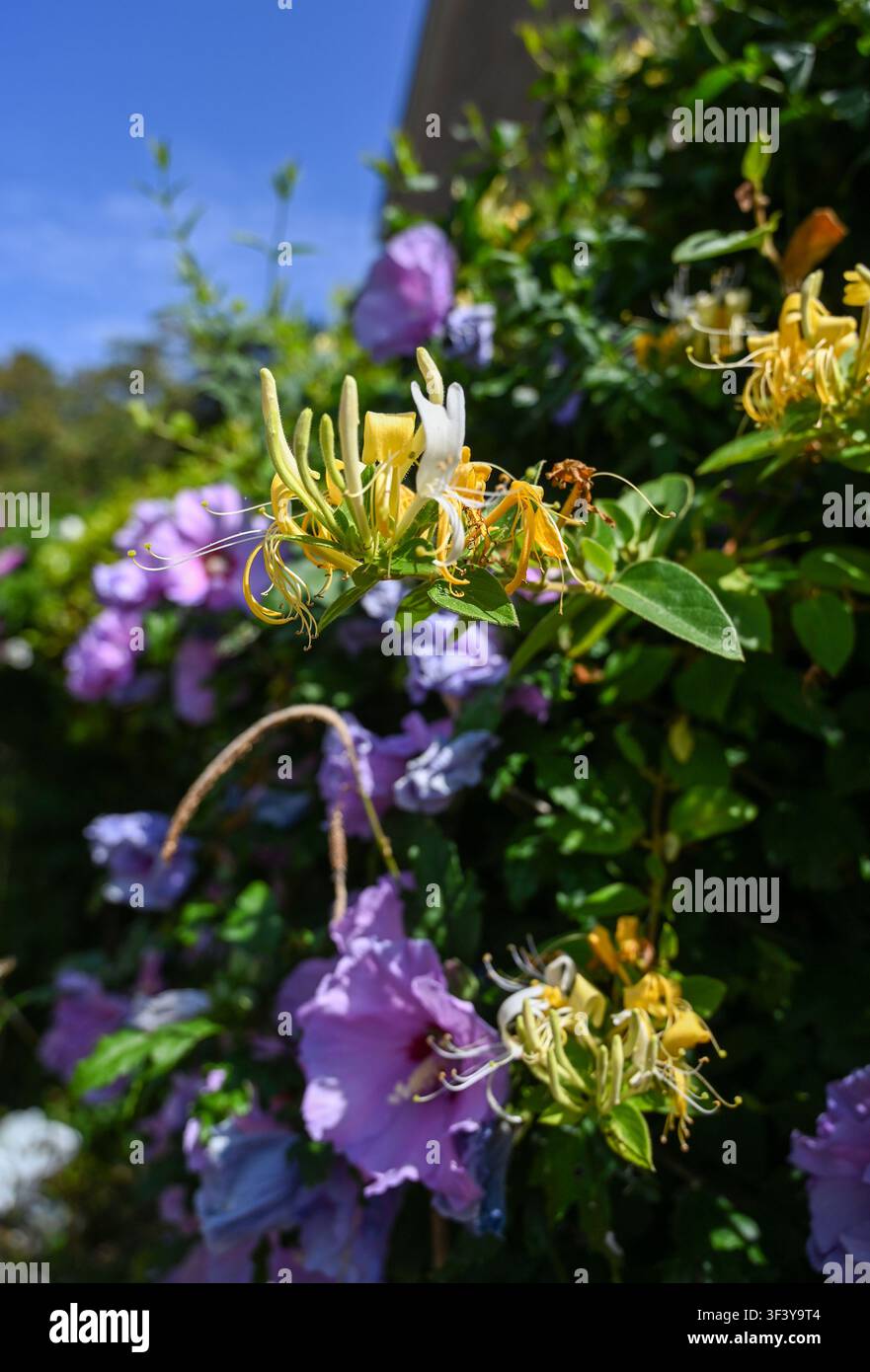 Fiori di ibisco rosa e caprifoglio insieme in un piccolo giardino urbano del Sussex, Inghilterra, 2026, Inghilterra, Regno Unito Foto Stock
