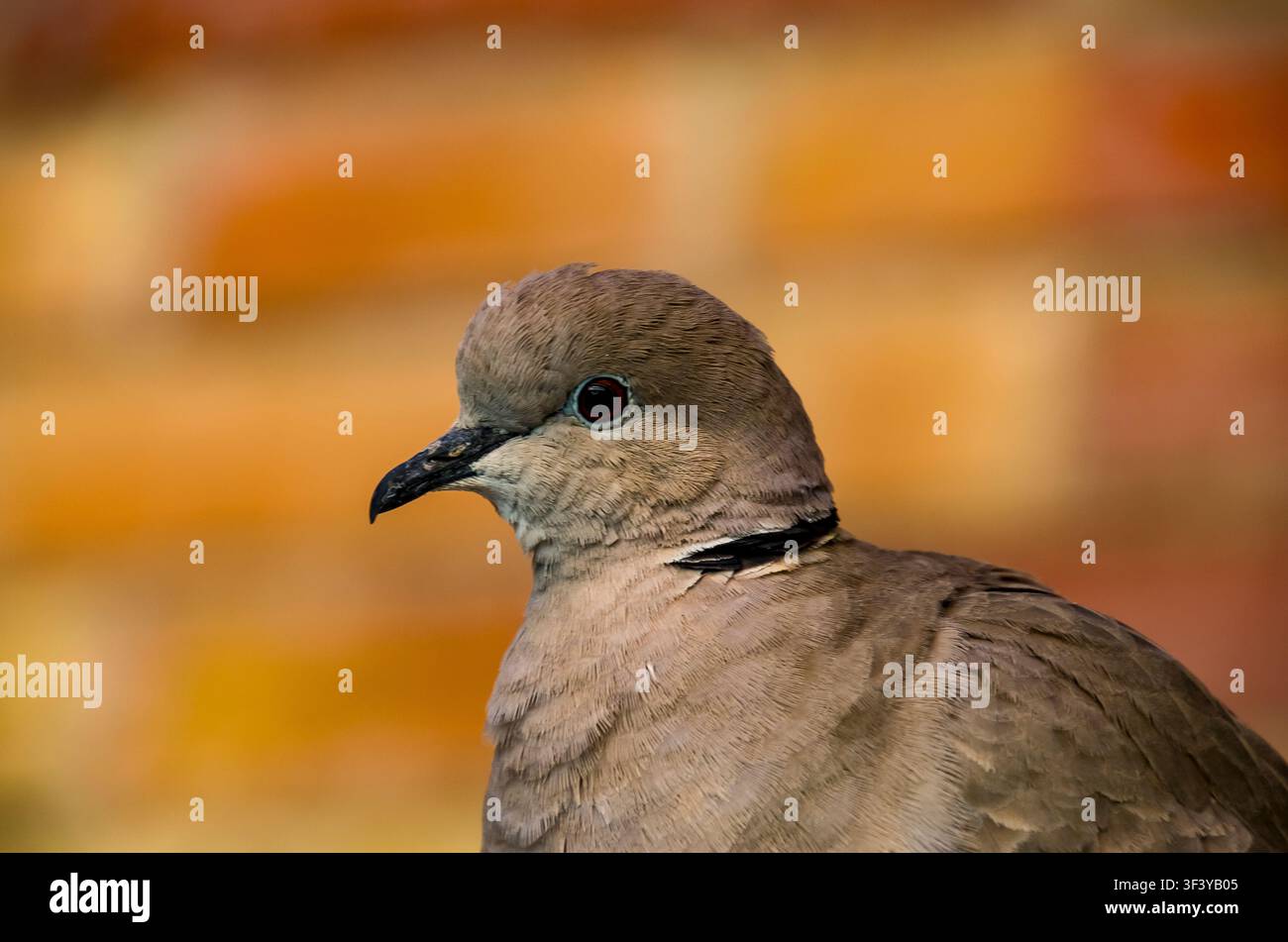 La Colomba dal collare eurasiatica (Streptopelia decaocto), spesso semplicemente chiamata colomba dal collare, è una specie di colomba Foto Stock
