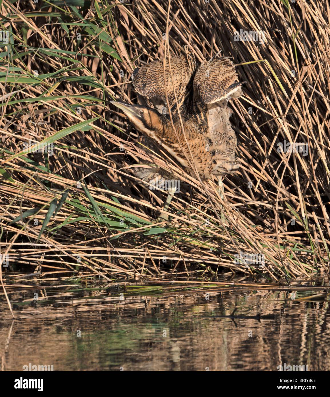 Airone rosso Botaurus stellaris in mostra ai Barnes Wetlands di Londra Foto Stock