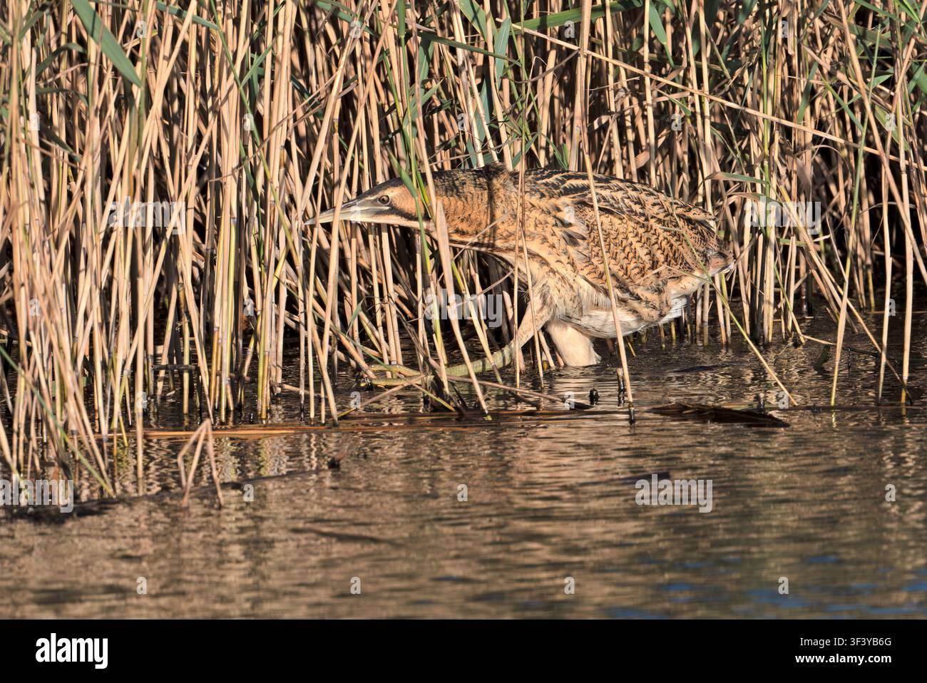 Barbagianni Botaurus stellaris si muove furtivamente attraverso il canneto delle Barnes Wetlands a Londra Foto Stock