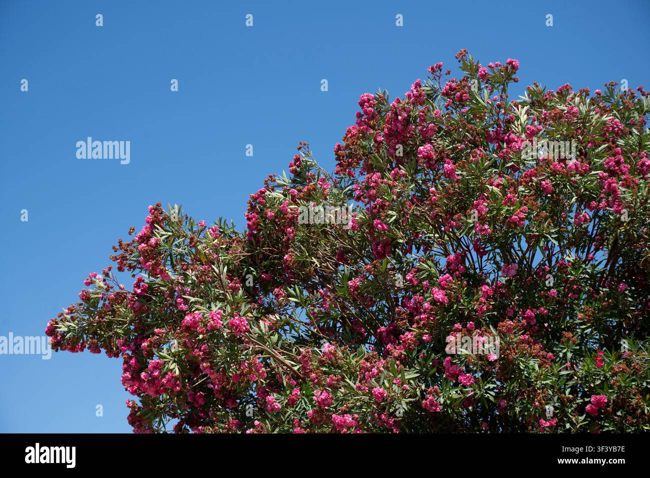 Luglio 2026 Portogallo. Algarve. Olhão. Isola di Armona. Cespuglio di oleandro rosa Foto Stock